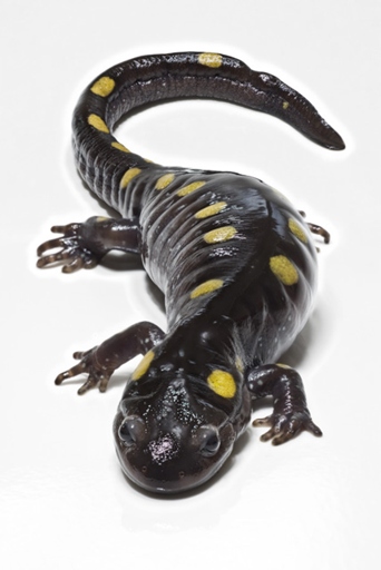 Salamanders are amphibians that can be found in North America, Europe, and Asia.