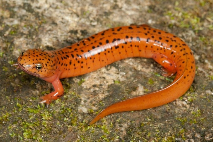 Salamanders regularly lick their eyes to keep them clean and free of debris.