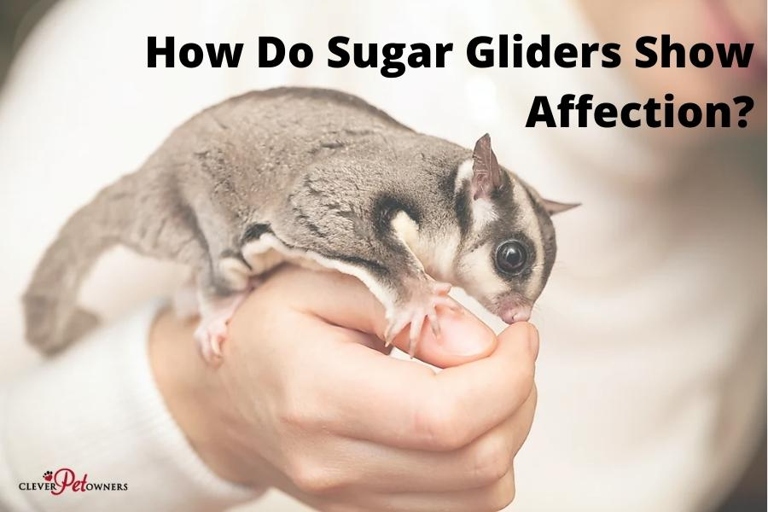 Scent marking is a way for sugar gliders to communicate with each other and mark their territory.