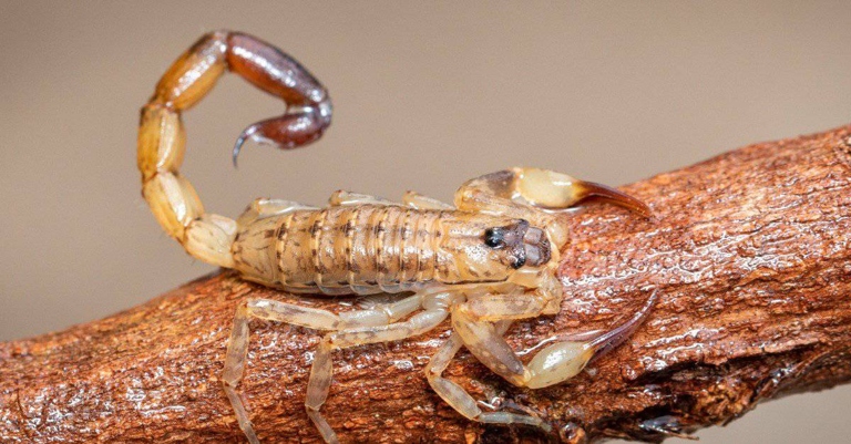 Scorpions are also known to be cannibalistic, and will sometimes eat their young.