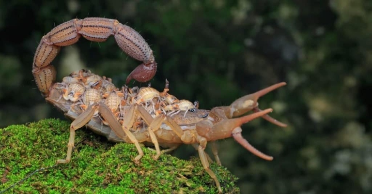 Scorpions are known to be maternal creatures, and will often travel with their young.