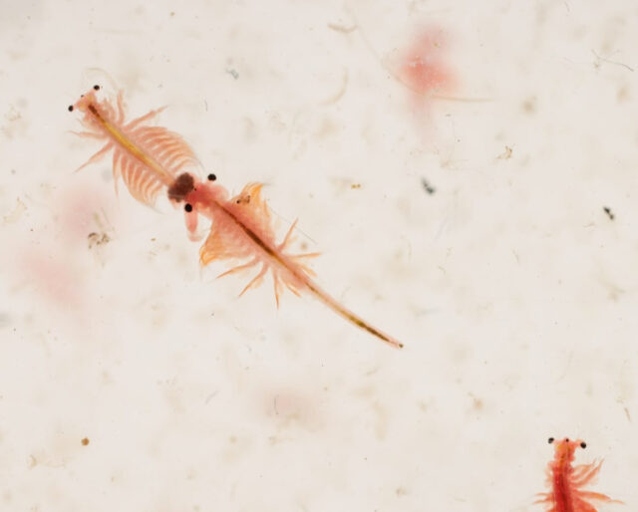 Sea Monkeys are a type of brine shrimp that are often kept as pets.
