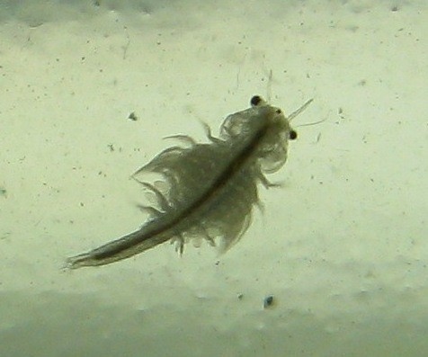 Sea Monkeys can grow up to 2 inches long.