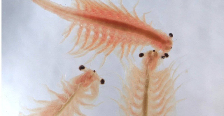 Sea Monkeys can have up to 100 babies at a time.