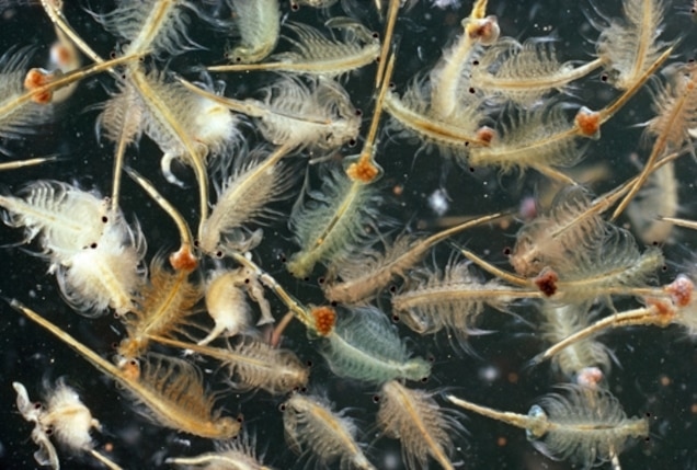 Sea Monkeys mate by coming together and releasing their eggs and sperm.