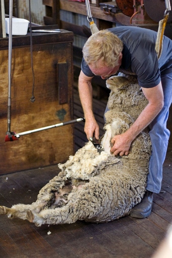 Shearing is the process of removing wool from a sheep.