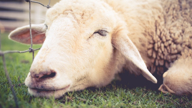 Sheep are known to be relatively quiet animals, but they can get sick and injured, which can cause them to make noise.