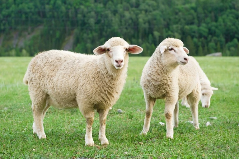 Sheep are noisy for many reasons, but the most common one is that they want your attention.