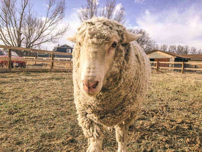 Sheep are not typically aggressive animals, but there are a few signs to watch for.