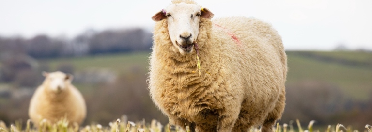 Sheep are social animals and do best when they are around other sheep.