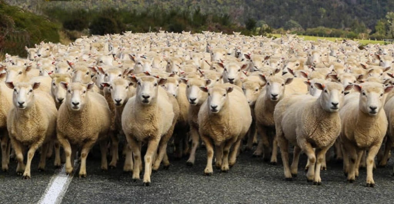 Sheep are usually communicating when they make noise.