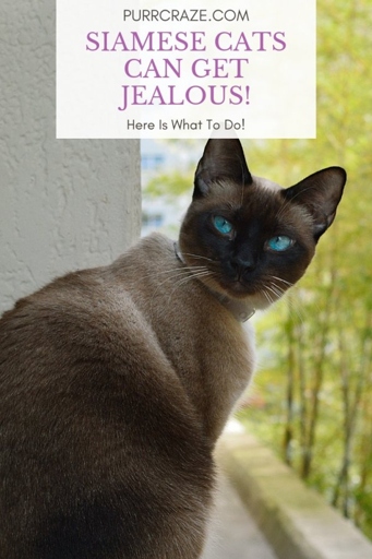 Siamese cats are the worst for multi-cat households.