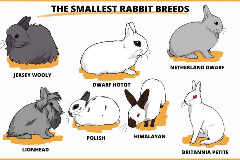 Small rabbits typically weigh less than five pounds.