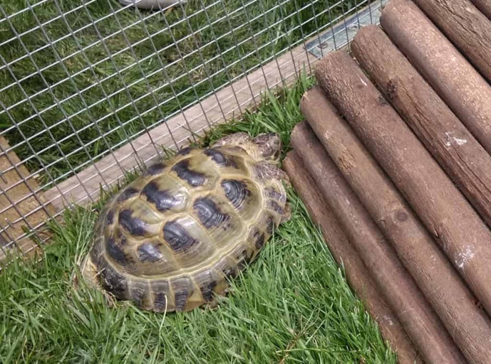 Smaller tortoises can be stopped by tall fences, but larger tortoises can still climb over them.
