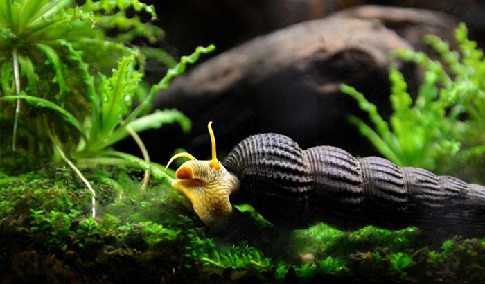 Snails and shrimp are known to eat fish poop in freshwater tanks.