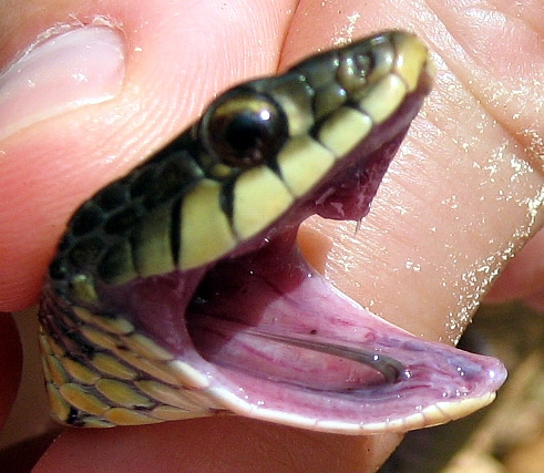 Snakes make themselves smell in order to attract mates and to mark their territory.