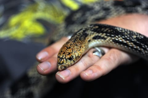 Snakes might be able to detect human fear for other reasons, such as the sound of a person's heartbeat.
