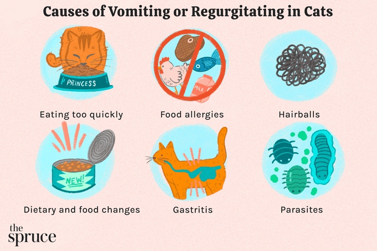 Some cats may develop allergies to their food, which can cause vomiting.