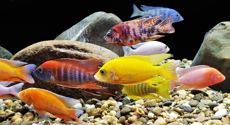 Some cichlid species are known to eat snails.