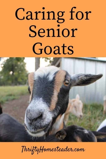 Some goats are noisier than others due to their diet, age, and health.