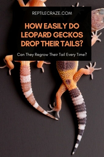Some leopard geckos will rattle their tails when they are excited or feel threatened.