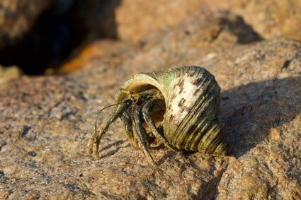 Some people say that hermit crabs smell bad.