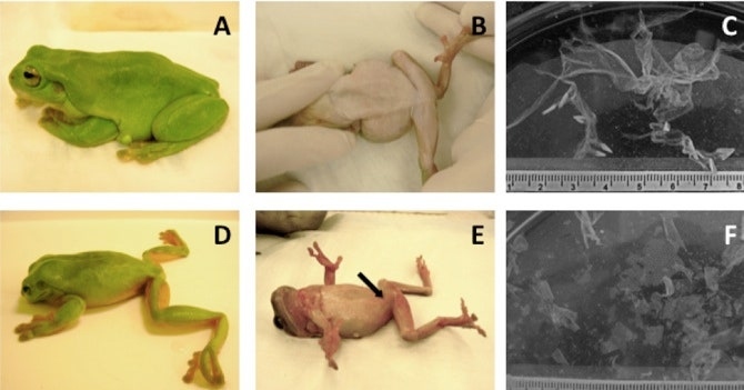 Some people worry that frogs and toads could transmit diseases to each other.