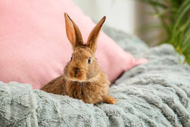 Some rabbit breeds are hypoallergenic, meaning they are less likely to cause an allergic reaction.
