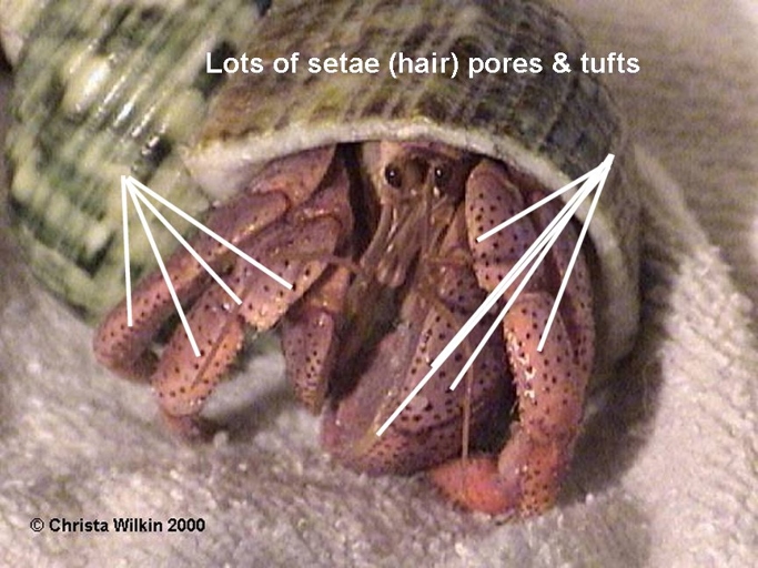 Some saltwater hermit crabs, such as the Ecuadorian land crab, can live on land.