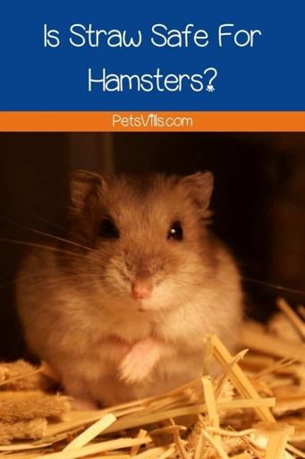 Straw is safe for hamsters to chew on.