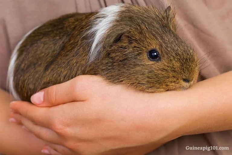 Stress and agitation are common causes of guinea pigs urinating on their owners.