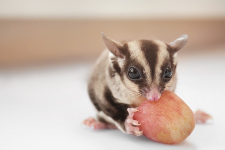 Sugar and fat are two things that are harmful to sugar gliders.