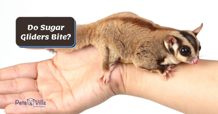 Sugar glider bites can hurt, but they are not poisonous.
