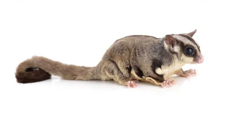 Sugar gliders and flying squirrels are both small, nocturnal, and able to glide through the air.