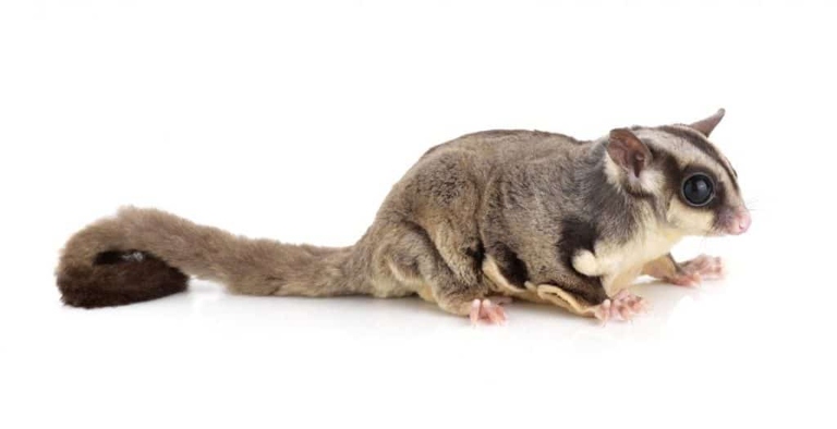 Sugar gliders and flying squirrels are both small, nocturnal, arboreal animals.