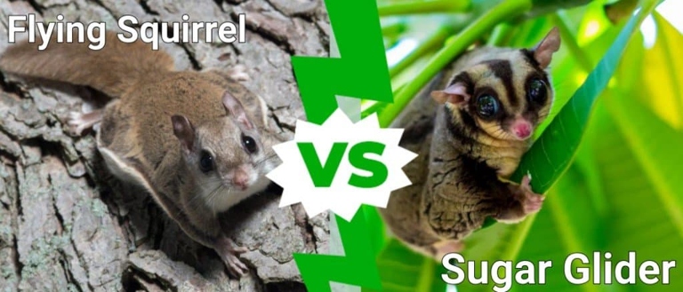 Sugar gliders and flying squirrels are two very different animals.
