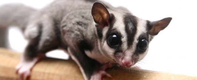 Sugar gliders are able to communicate through a variety of noises.