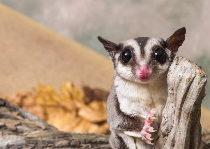 Sugar gliders are able to eat cheese and drink milk, but it is important to do so in moderation.