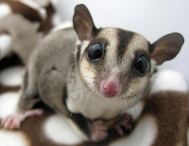 Sugar gliders are able to eat cheese and drink milk, but it is important to do so slowly.
