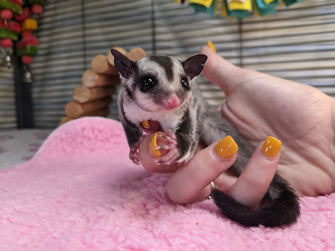 Sugar gliders are able to eat cheese and drink milk, but it is important to keep a balance of these items in their diet.