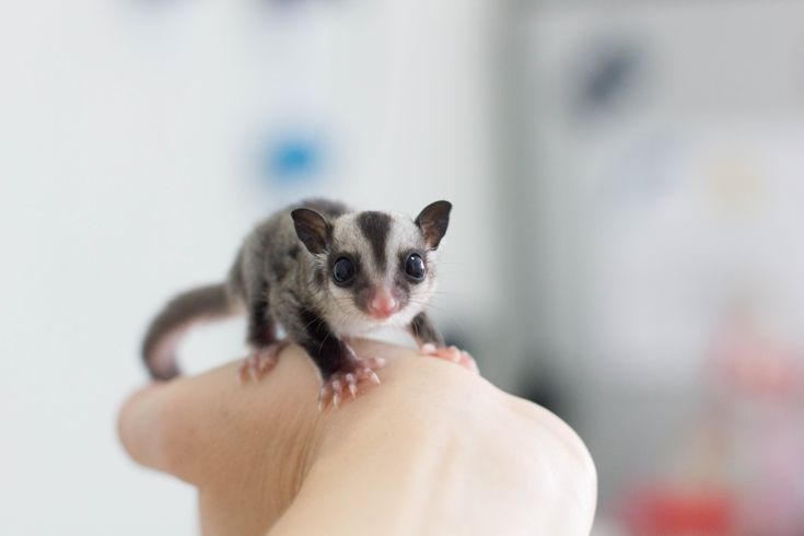 Sugar gliders are able to fly and glide.