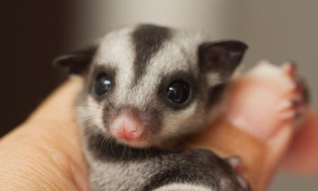 Sugar gliders are able to glide because of the skin flap between their front and back legs.