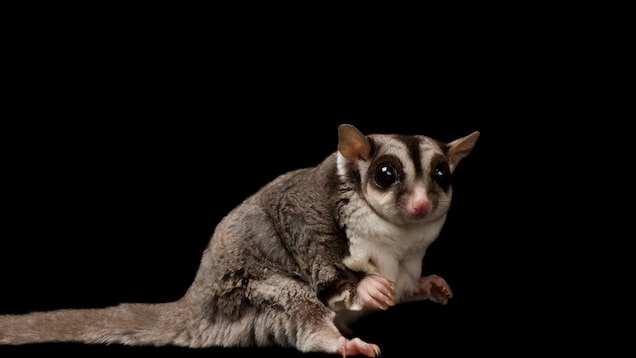 Sugar gliders are able to glide because of the skin flap that extends from their wrists to their ankles.