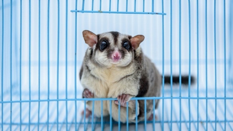 Sugar gliders are escape artists, so it's important to have a safe room set up for them.