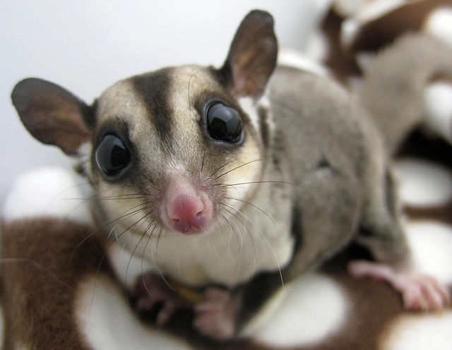 Sugar gliders are exotic pets that are becoming increasingly popular.