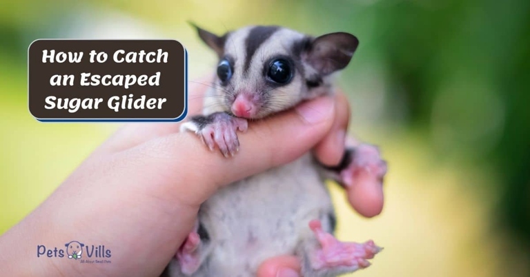 Sugar gliders are known to be escape artists, so it's important to take precautions to keep them contained if you let them out of their cage.