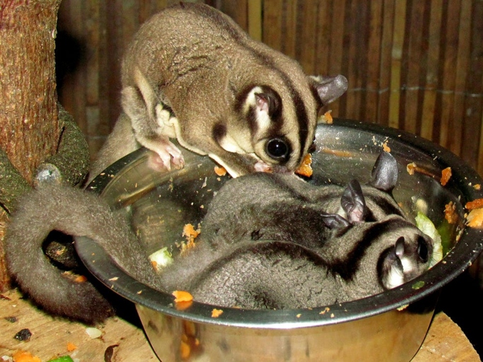 Sugar gliders are legal in all states except for California, Alaska, and Hawaii.