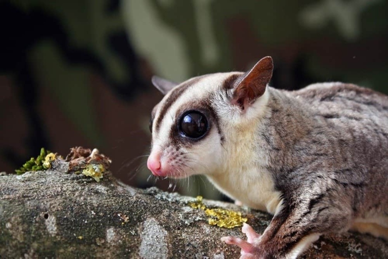 Sugar gliders are marsupials that do not want their joeys.