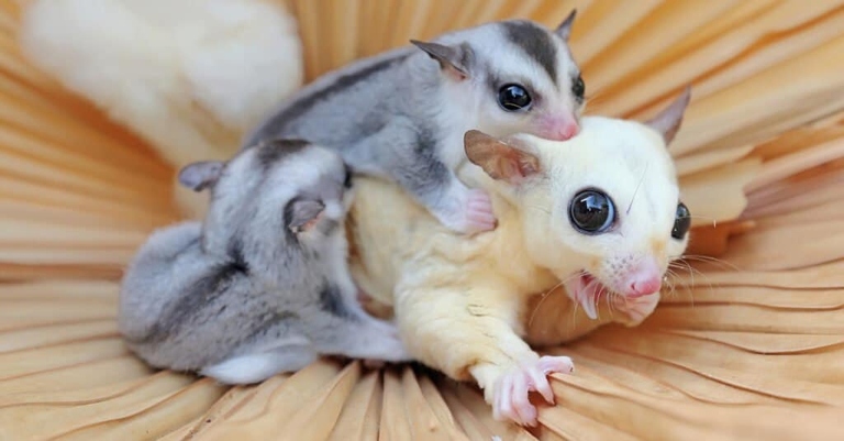 Sugar gliders are marsupials that typically give birth to twins.