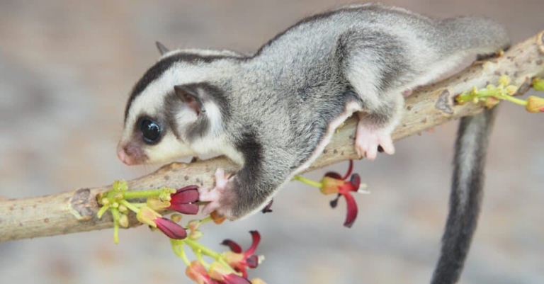 Sugar gliders are nocturnal animals and are most active at night.